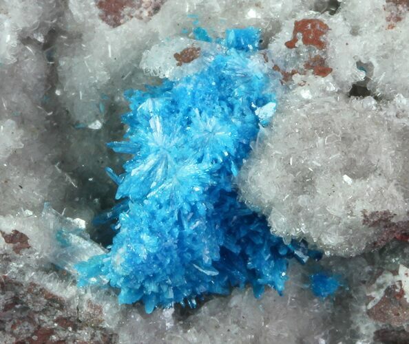 Vibrant Blue Cavansite Cluster on Stilbite - India #67789
